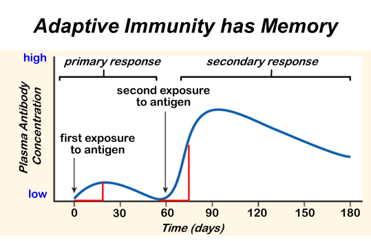 This graph shows how antibody concentration in the blood changes in the primary and secondary immune response.