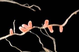 Root nodules in a leguminous plant