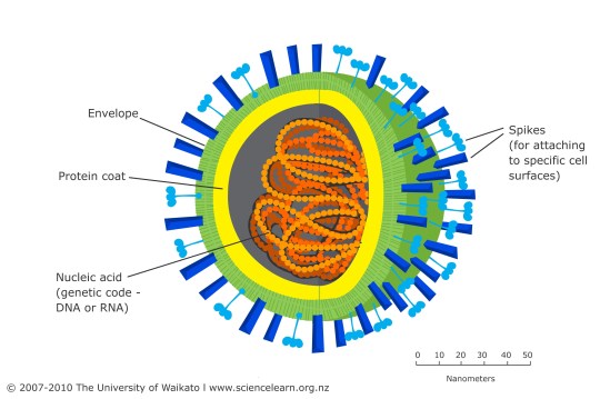 Virus generalised structure