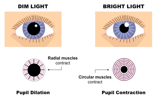 pupil_reflex_med