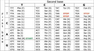 Microsoft Word - geneticcodetable.doc