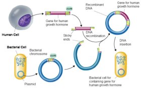 32 Recombinant DNA