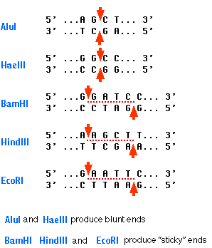 Genetic Modification Grade 9 Understanding for IGCSE Biology 5.12 5.13 ...