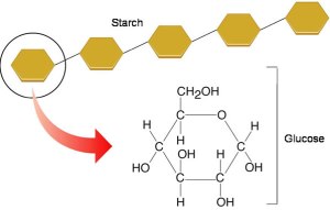 12 Structure of Glucose