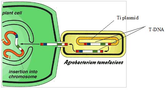 Agrobacterium | PMG Biology