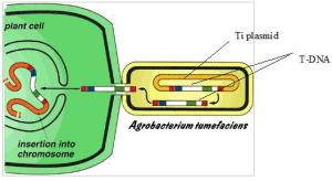 agrobacterium