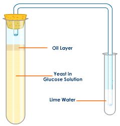 alcoholic-fermentation-demonstration