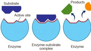 enzyme-working-mechanism