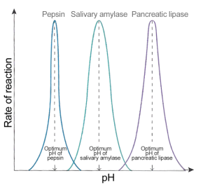 Enzyme_pH