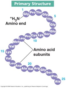protein_-_primary_structure