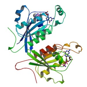 Protein_Structure_cdc42_1a4r