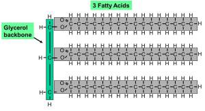 Triglyceride2