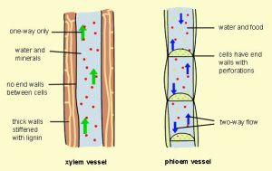 Xylem-and-Phloem