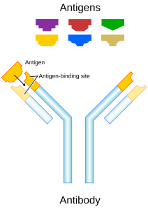 2000px-Antibody