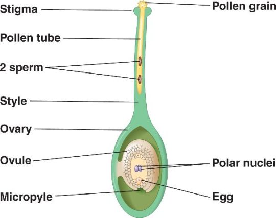 38_06DoubleFertilizationA