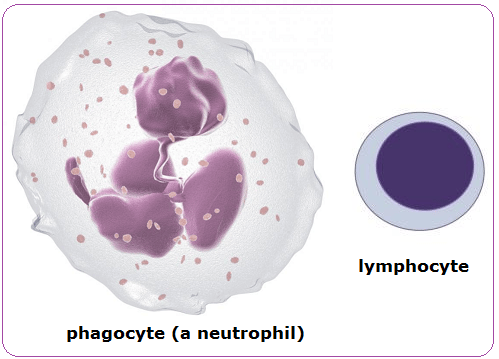 phagocyte | PMG Biology
