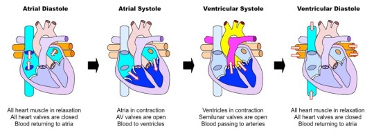 cardiac_cycle