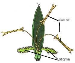 flower_grass_structures