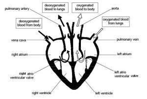 Heart_diagram_corrected_labels