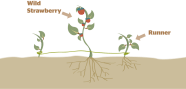 Asexual Reproduction In Plants Grade 9 Understanding For IGCSE 3 1 3 