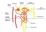 nephron2_med
