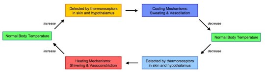 thermoregulation-2_med