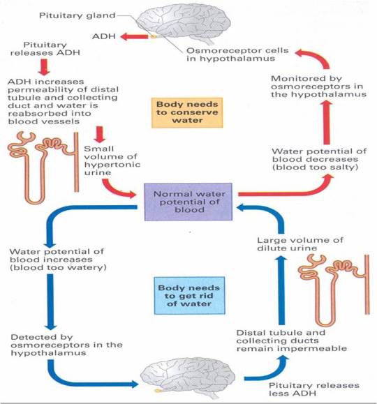 Kidney (part II): Grade 9 Understanding of the kidney’s role in