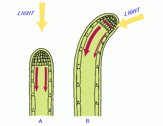 5. Phototropism