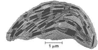 chloroplast-micrograph