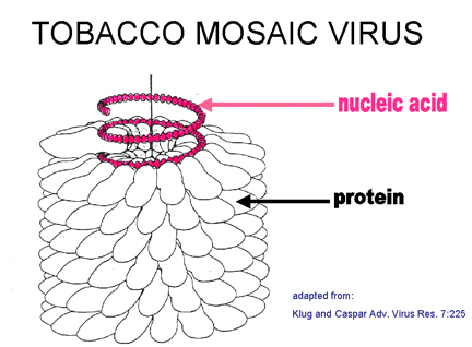 how to draw tobacco mosaic virus Easy step by step diagram of virus/How a tobacco mosaic easily How to draw tobacco mosaic