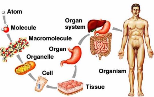 levelsoforganization