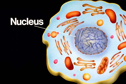 nucleus