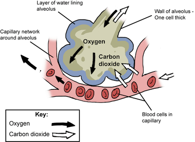 biobook_animalmovement_graphik_38