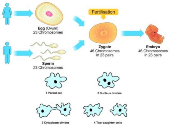 biology-unit-4-cell-division-types-of-reproduction-3-638