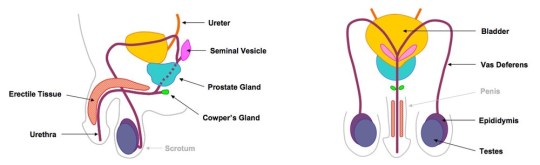 male_reproductive_organs_med