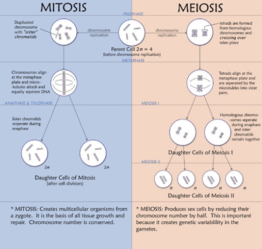 mitosis-meiosis2