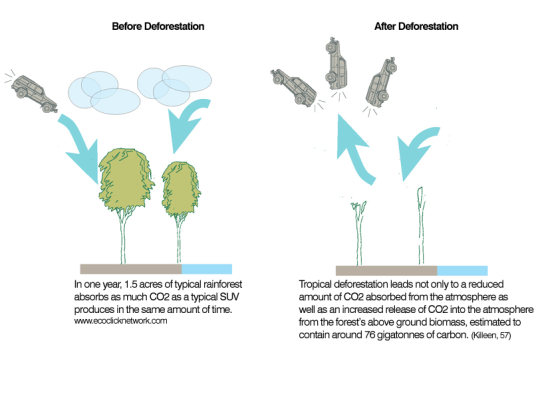 before-and-after-deforestation