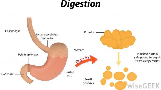 digestion-diagram-with-pepsin-note