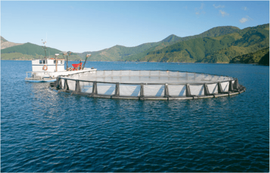 Salmon-Farming