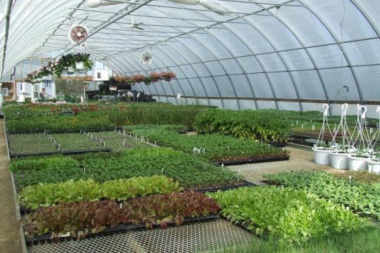 greenhouse-mailout21-1