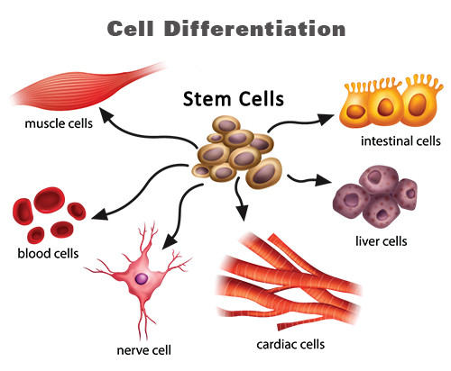 Cell Differentiation and Specialised Cells: Grade 9 Understanding for ...