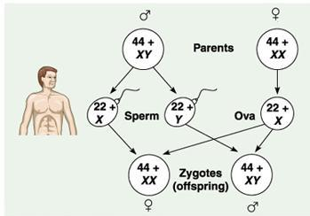 chromosomal-sex-determination-xx-xy-type