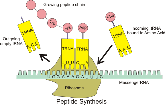 Peptide_syn